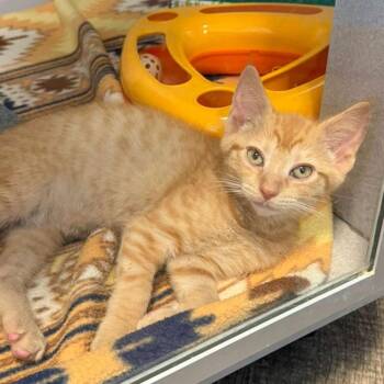 Chevy -  Domestic Short Hair Cat for Adoption in Bear, Delaware - Chevy | PetCurious