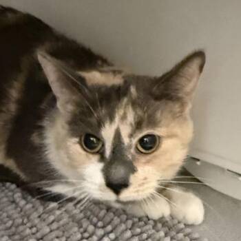Domestic Short Hair Cats Available for Adoption in Lansing, Michigan - Cali | PetCurious
