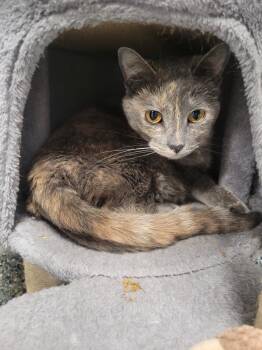 Domestic Short Hair Cats Available for Adoption in Angola, Indiana - Leia | PetCurious