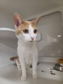 COOKIE -  Domestic Short Hair Cat for Adoption in Hayward, California - COOKIE | PetCurious