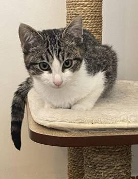 Domestic Short Hair Cats Available for Adoption - Whisper | PetCurious