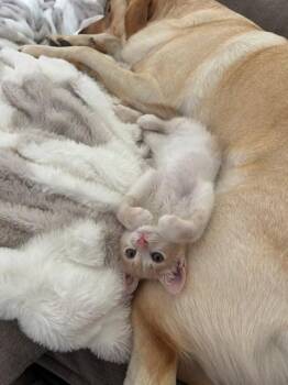 LEELA -  Domestic Short Hair Cat for Adoption in Sacramento, California - LEELA | PetCurious