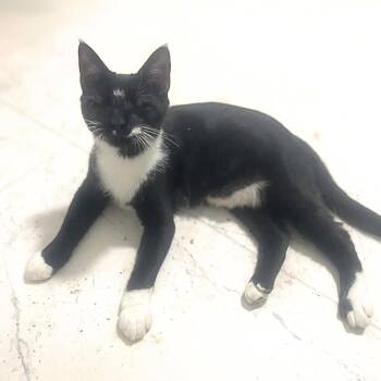 Caesar -  Domestic Short Hair Cat for Adoption in Austin, Texas - Caesar | PetCurious