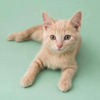 Phillip -  Domestic Short Hair Cat for Adoption in Rocky Mount, Virginia - Phillip | PetCurious