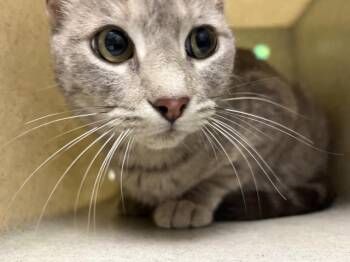 A551624 -  Domestic Short Hair Cat for Adoption in Moreno Valley, California - A551624 | PetCurious
