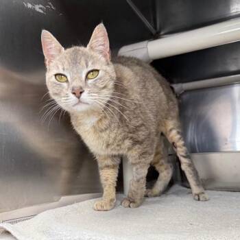Ella -  Domestic Short Hair Cat for Adoption in Roanoke, Virginia - Ella | PetCurious