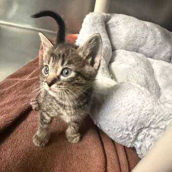 Tikka 6659 -  Domestic Short Hair Cat Available for Adoption in Hamilton, Georgia - Tikka 6659 | PetCurious