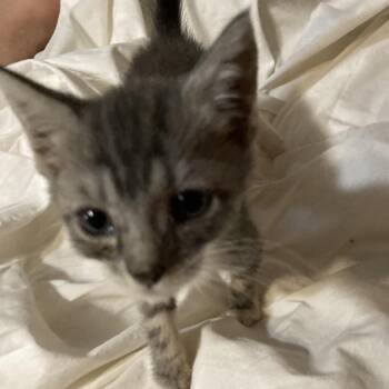 Bubbles Roy-MR -  Domestic Short Hair Cat for Adoption in Tallahassee, Florida - Bubbles Roy-MR | PetCurious