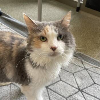 Fancy Pants -  Domestic Long Hair Cat for Adoption in Chicago, Illinois - Fancy Pants | PetCurious