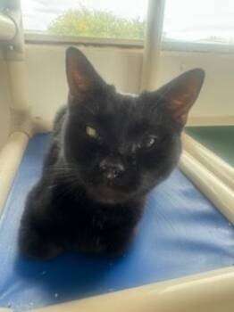 Rescue Domestic Short Hair Cats for Adoption in Grand Junction, Colorado - Miami | PetCurious