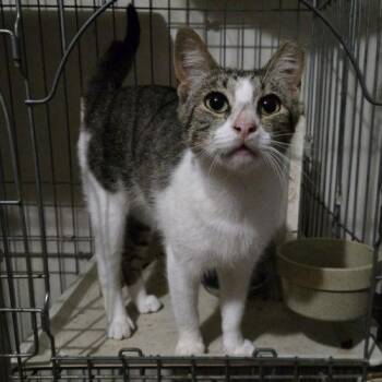 Cochise -  Tabby and Domestic Short Hair Cat Available for Adoption in Knoxville, Tennessee - Cochise | PetCurious