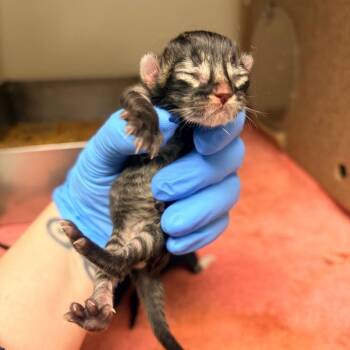 Domestic Short Hair Cats Available for Adoption in Harrisonburg, Virginia - Alexandrite | PetCurious