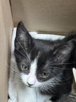 Domestic Short Hair Cats Available for Adoption in Las Vegas, Nevada - I AM SPICY | PetCurious