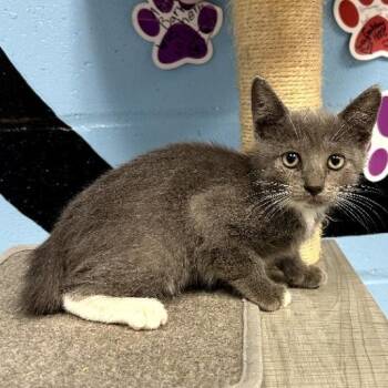 Sterling -  Domestic Short Hair Cat for Adoption in Tallahassee, Florida - Sterling | PetCurious