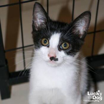 Domestic Short Hair Cats Available for Adoption in Washington, District Of Columbia - Cello | PetCurious