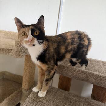 Rescue Domestic Short Hair Cats for Adoption in Hendersonville, Tennessee - Mama | PetCurious