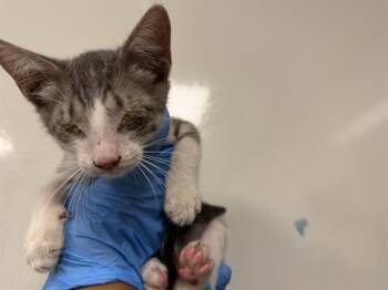 EARNEST -  Domestic Short Hair Cat for Adoption in Ontario, California - EARNEST | PetCurious