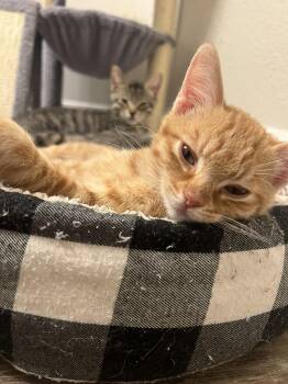 Siracha -  Domestic Short Hair and Tabby Cat for Adoption in Glendale, Arizona - Siracha | PetCurious
