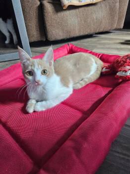 Domestic Short Hair Cats Available for Adoption in Phoenix, Arizona - Odie | PetCurious