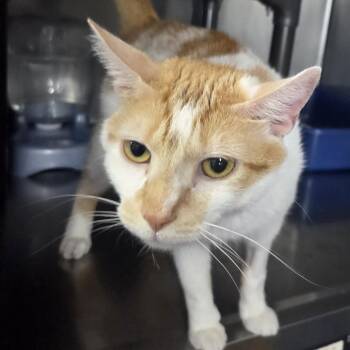 Sun Dancer -  Domestic Short Hair Cat for Adoption in Snow Hill, North Carolina - Sun Dancer | PetCurious