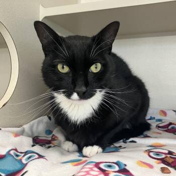Domestic Short Hair Cats Available for Adoption in Eatontown, New Jersey - Clyde | PetCurious