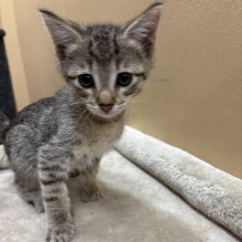 Winston -  Domestic Short Hair Cat for Adoption in Hemet, California - Winston | PetCurious