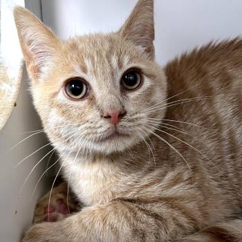 Toad -  Domestic Short Hair Cat for Adoption in Uniontown, Pennsylvania - Toad | PetCurious