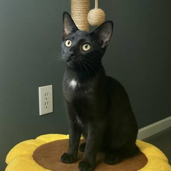 Rescue Domestic Short Hair Cats for Adoption in Mt. Juliet, Tennessee - Cole | PetCurious