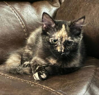 Rescue Calico Cats for Adoption in Knoxville, Tennessee - Tori | PetCurious