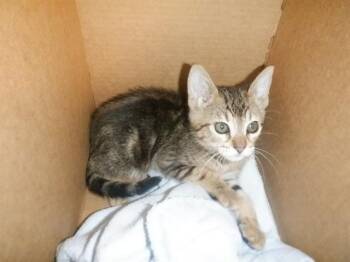 Domestic Short Hair Cats Available for Adoption in San Jose, California - A1406501 | PetCurious