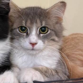 Cocoa Bowers -  Domestic Short Hair Cat for Adoption in Woodstock, Virginia - Cocoa Bowers | PetCurious