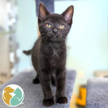 Ambulance -  Domestic Short Hair Cat for Adoption in Toledo, Ohio - Ambulance | PetCurious