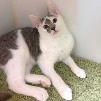 James Hurley -  Domestic Short Hair Cat for Adoption in Woodinville, Washington - James Hurley | PetCurious