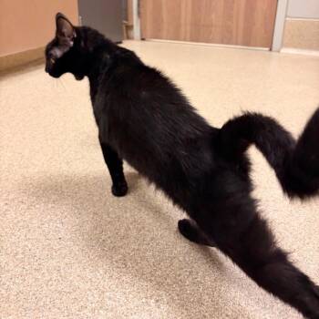Teagan -  Domestic Short Hair Cat for Adoption in Bristol, Indiana - Teagan | PetCurious