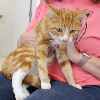 Huey -  Domestic Short Hair Cat for Adoption in Birmingham, Alabama - Huey | PetCurious