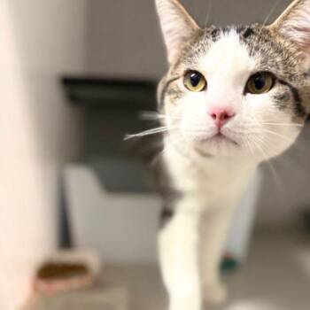 Domestic Short Hair Cats Available for Adoption - CUPID | PetCurious