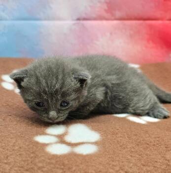 Domestic Short Hair Cats Available for Adoption in Washington Court House, Ohio - Amethyst | PetCurious
