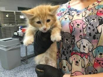 Domestic Medium Hair Cats Available for Adoption in Thousand Palms, California - LIZZY | PetCurious