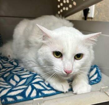 Snowfluff -  Domestic Medium Hair and Domestic Short Hair Cat for Adoption in Honolulu, Hawaii - Snowfluff | PetCurious