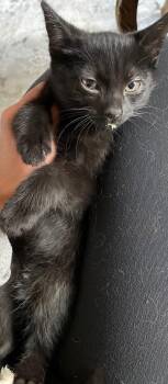 Two Toes -  Domestic Short Hair Cat Available for Adoption in Island Lake, Illinois - Two Toes | PetCurious