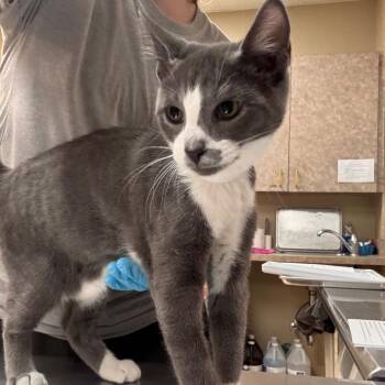 Niko -  Domestic Short Hair Cat for Adoption in Birmingham, Alabama - Niko | PetCurious