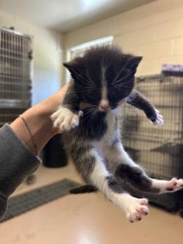 yogi -  Domestic Short Hair Cat for Adoption in Mineral, Virginia - Yogi | PetCurious