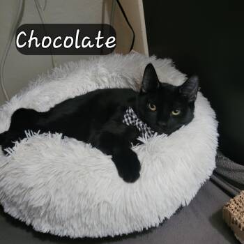 Domestic Short Hair Cats Available for Adoption in Vacaville, California - Chocolate | PetCurious