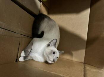Blue Bee -  Siamese and Domestic Short Hair Cat for Adoption in Saucier, Mississippi - Blue Bee | PetCurious