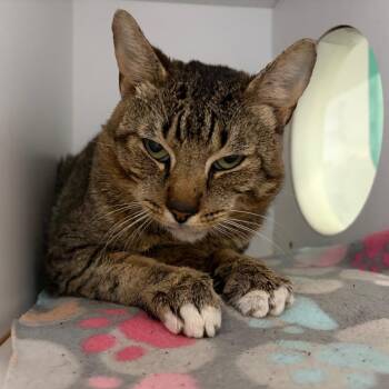 Domestic Short Hair Cats Available for Adoption in Lake Jackson, Texas - Dash | PetCurious