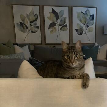 Hitch -  Domestic Short Hair Cat for Adoption in Lincoln, California - Hitch | PetCurious