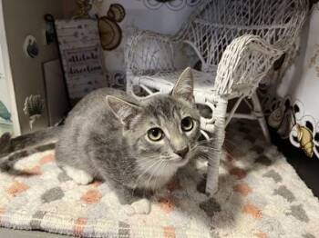 Billie Jo -  Domestic Short Hair Cat for Adoption in Beatrice, Nebraska - Billie Jo | PetCurious