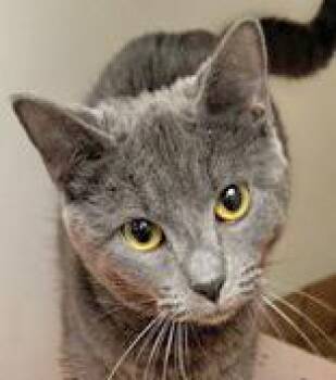 Domestic Short Hair Cats Available for Adoption - Luna | PetCurious