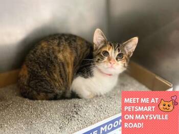 PEPSI -  Domestic Short Hair Cat for Adoption in Fort Wayne, Indiana - PEPSI | PetCurious