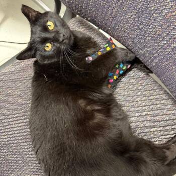Key Lime Pie -  Domestic Short Hair Cat for Adoption in Marshall, Virginia - Key Lime Pie | PetCurious